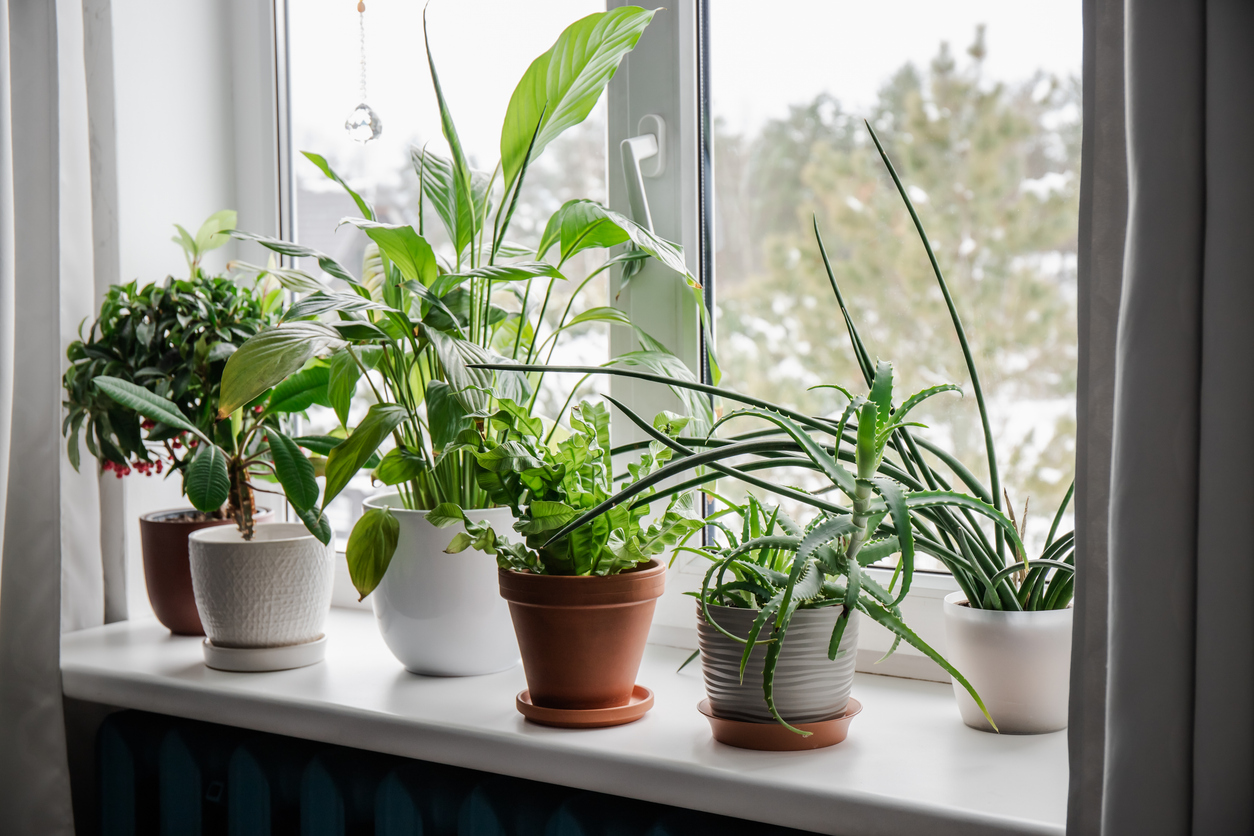 Houseplants Growing Near Window